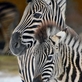 V Zoo Liberec celé léto komentované prohlídky 